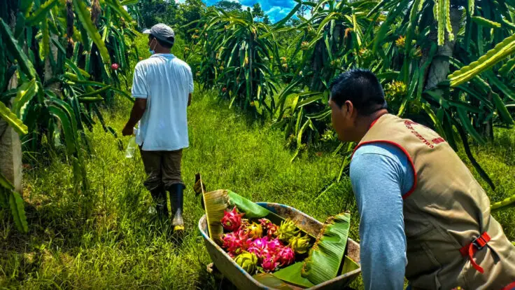 exportación pitahaya incremento