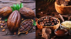 Exportación de cacao rompe récord en Perú