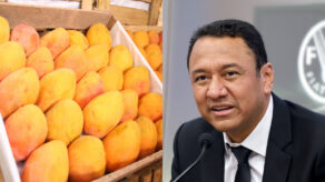 Ministro Manero sembrar mangos