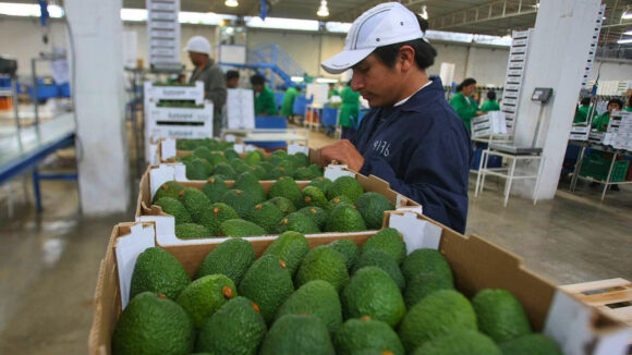 exportación de palta 2025