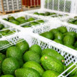 exportaciones de paltas peruanas