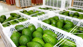 exportaciones de paltas peruanas