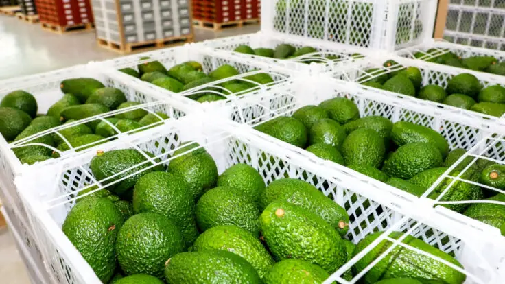 exportaciones de paltas peruanas
