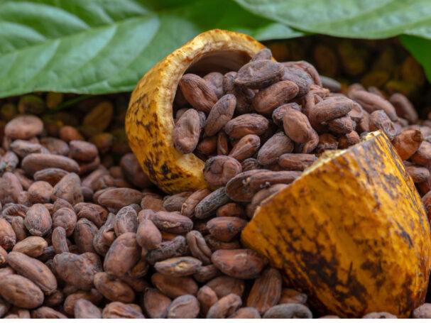 exportaciones cacao peruano