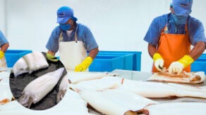 exportación de pota