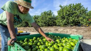 Limón