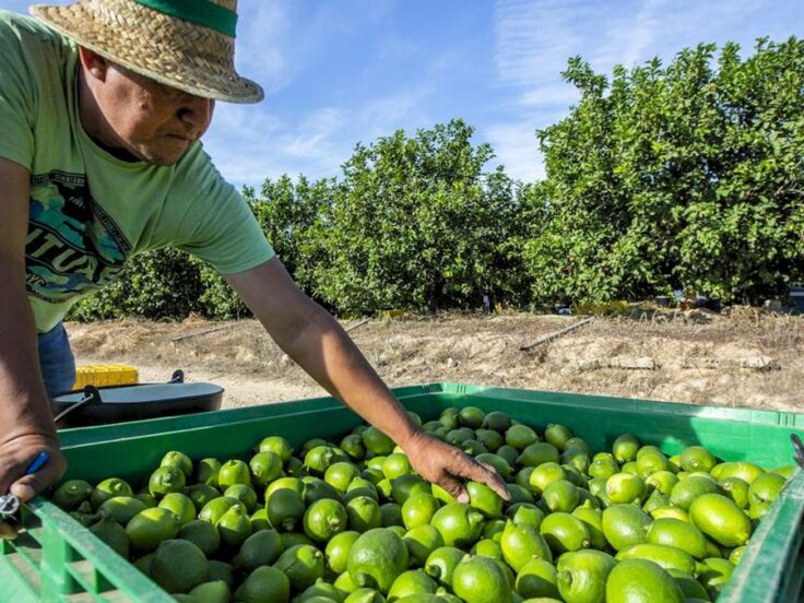Limón