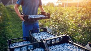 Exportaciones de arándanos peruanos 2025