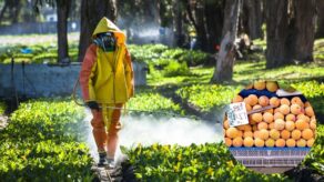 Detectan altos niveles de agroquímicos en duraznos comercializados en Lima y Callao.
