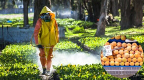 altos niveles de agroquímicos en duraznos