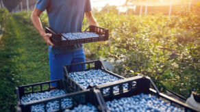 Exportaciones de arándanos suben a US$743 millones y apuntan al mercado japonés.