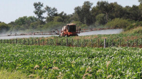 Sector agropecuario crecerá 4.2% en 2025: ¿A qué se debe?