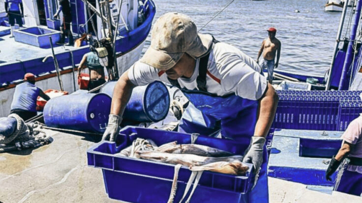 pota lidera la exportación de pesca en perú