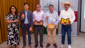 Piura potencia la competitividad en la cadena del mango