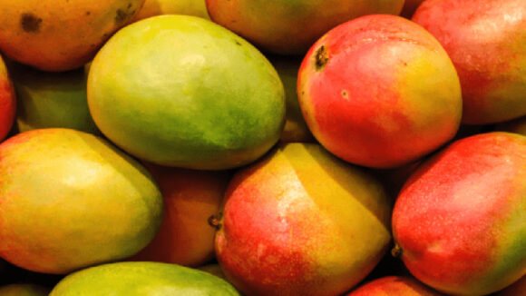 Exportaciones peruanas de mango fresco inician campaña 2025-2026 con fuerte caída: ¿A qué se debe?