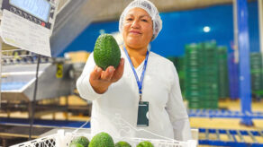 Palta Hass en Perú: Alto impacto social y segundo lugar en exportación global.