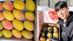 Mango Edward peruano ingresa a Corea del Sur con demanda inicial de 1,000 cajas semanales