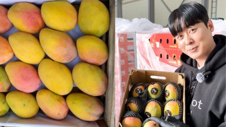 Mango Edward peruano ingresa a Corea del Sur con demanda inicial de 1,000 cajas semanales