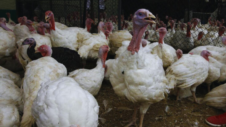 Aumenta el precio del pavo: Cuánto cuesta por kilo y cuántas unidades habrá para Navidad 2025 en Perú
