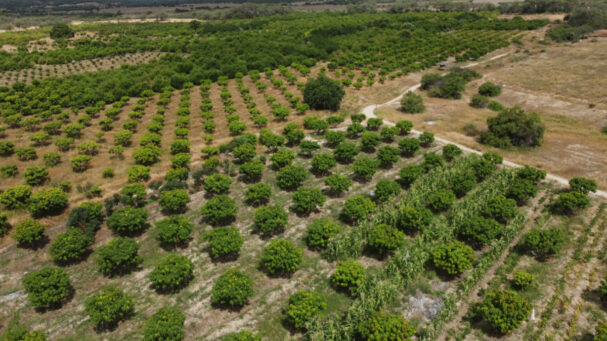 Segrafruit exportaciones