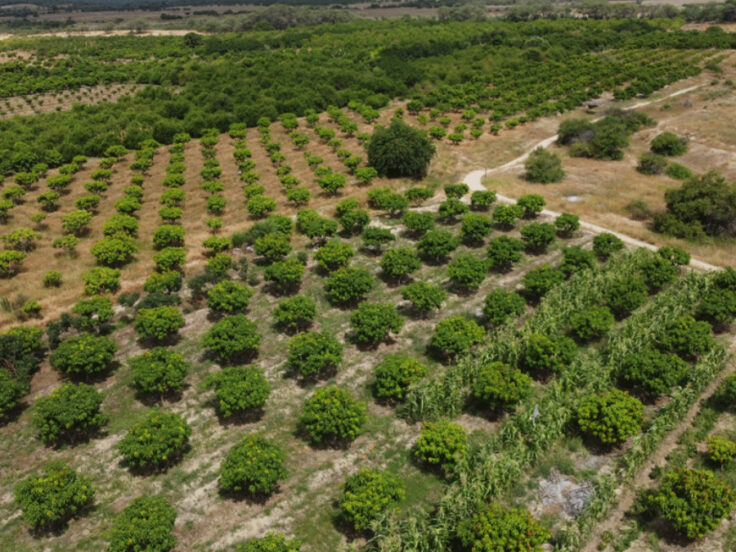 Segrafruit exportaciones