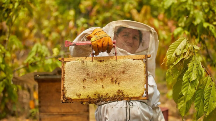 apicultores peruanos paraguay