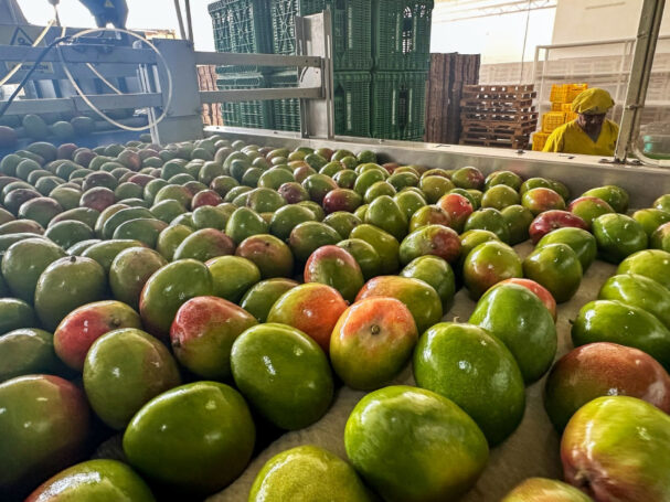 norandino mango orgánico