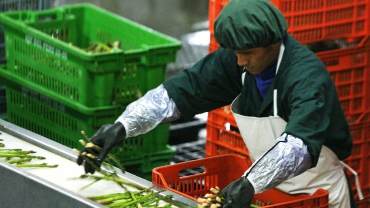 nueva pirámide alimenticia agroexportaciones peruanas