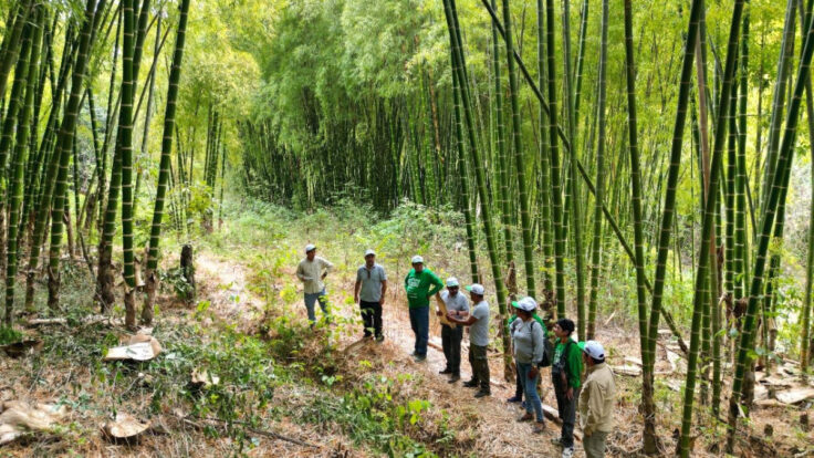 bambú en Piura, Cajamarca y Amazonas