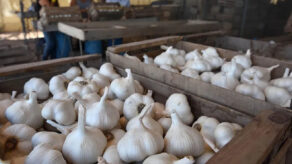 exportaciones de ajo fresco