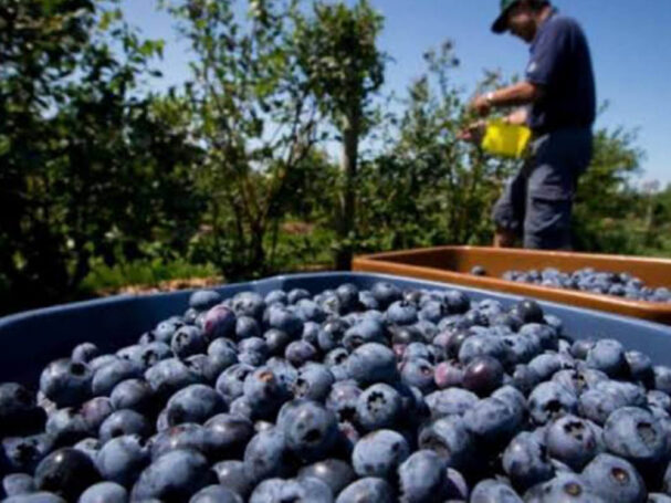 exportaciones de arándanos Perú