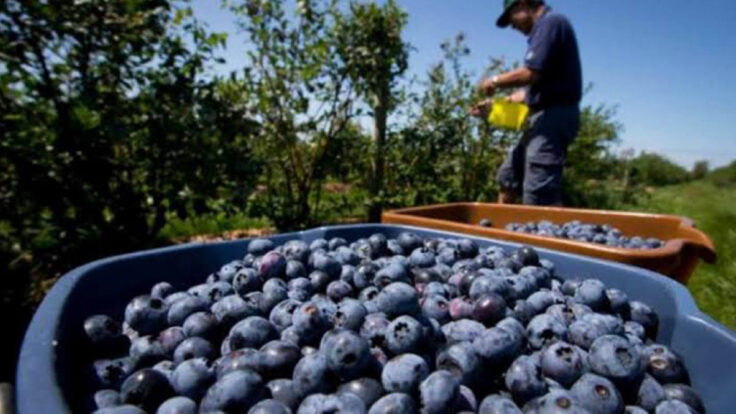 exportaciones de arándanos Perú