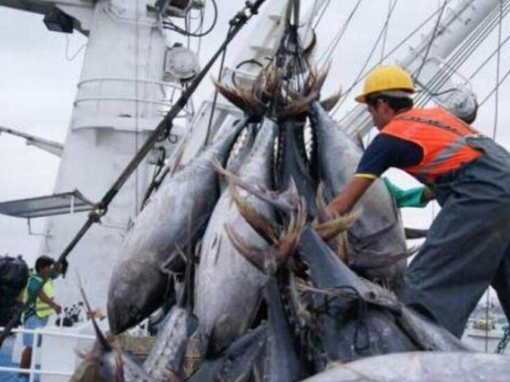 El Niño Costero pesca anchoveta Perú 2025