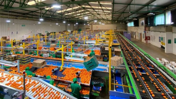 exportación de frutas y hortalizas