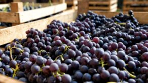 Agroexportaciones peruanas crecen 6.7% y suman US$2,220 millones en primer bimestre de 2026.