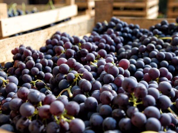 Agroexportaciones peruanas crecen 6.7% y suman US$2,220 millones en primer bimestre de 2026.