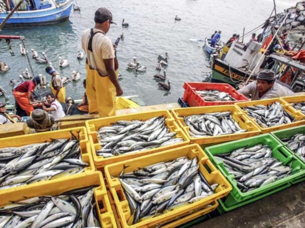 Sanipes otorga 530 habilitaciones sanitarias a infraestructuras pesqueras y acuícolas.