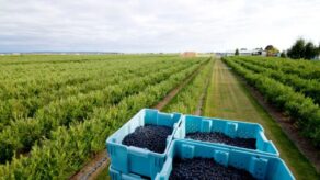 Sector agropecuario crece 2.4% en el primer bimestre del 2026 impulsado por la palma y el arándano