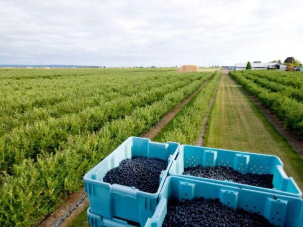 Sector agropecuario crece 2.4% en el primer bimestre del 2026 impulsado por la palma y el arándano