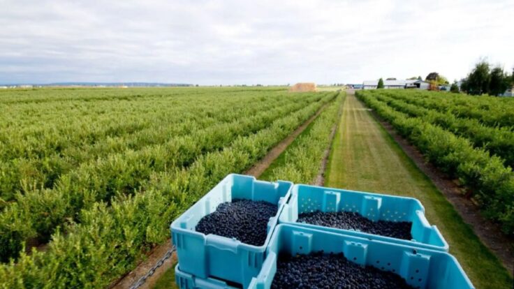 Sector agropecuario crece 2.4% en el primer bimestre del 2026 impulsado por la palma y el arándano