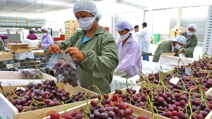 agroexportaciones Tacna 2026 ADEX