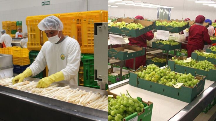 Agroexportaciones peruanas sumaron más de US$2,900 millones al cierre de marzo 2026
