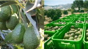 Agroexportaciones superaron los US$1,300 millones en enero del 2026