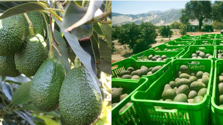 Agroexportaciones superaron los US$1,300 millones en enero del 2026