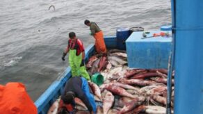 Cuota de producción de pota peruana sube a más de 479,000 toneladas en 2026