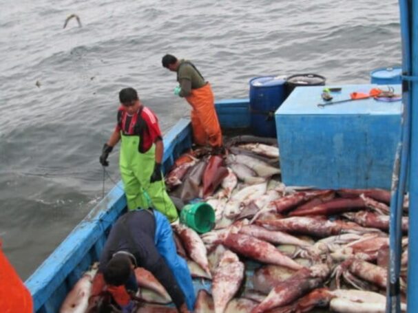 Cuota de producción de pota peruana sube a más de 479,000 toneladas en 2026