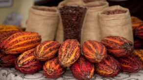 Exportaciones de cacao peruano superaron los US$1,000 millones en 2025
