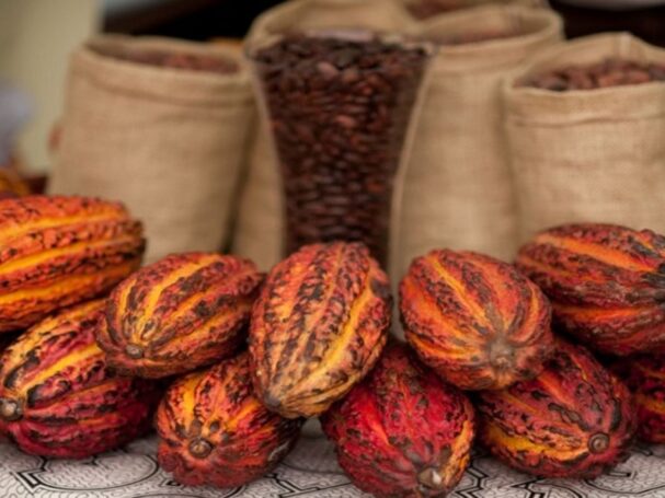 Exportaciones de cacao peruano superaron los US$1,000 millones en 2025