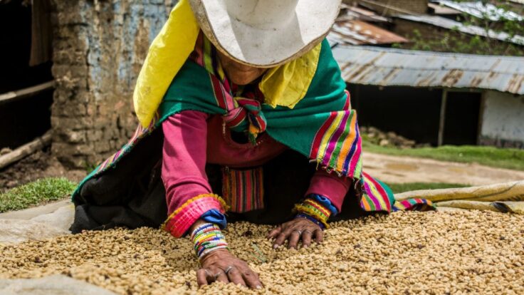 Exportaciones de café peruano crecieron más de un 70% hasta febrero de 2026.