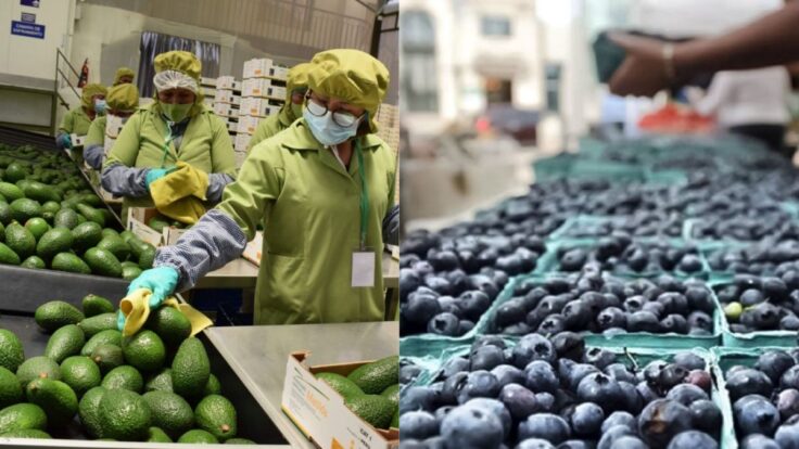 Exportaciones de no tradicionales crecieron más del 3% en el primer trimestre del 2026